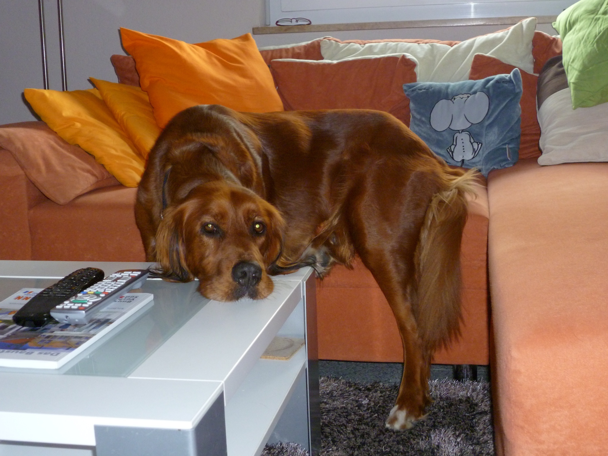 Nala (Grosser Schweizer Sennenhund, Irish Setter) Grosser Schweizer Sennenhund Irish Setter 